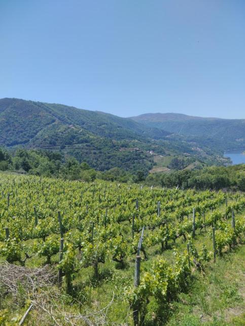 Villa O Recuncho Da Isa - Ribeira Sacra Pereiro de Aguiar Exterior foto
